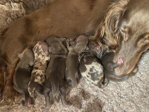 Kizzie puppies