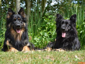 Dad and Mum