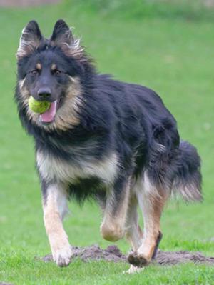 Daughter from previous litter