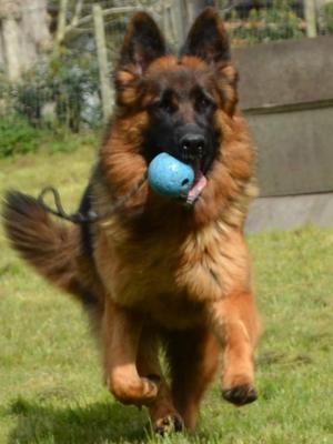 Maggie 12 Months old