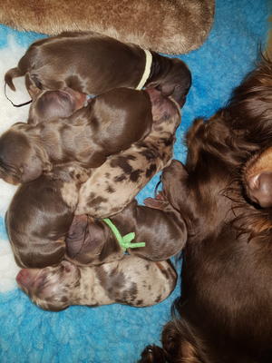Puppies