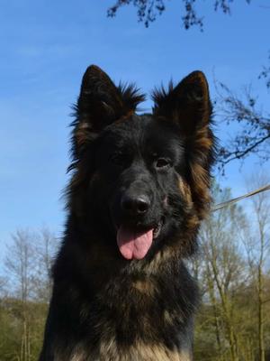 Zaff