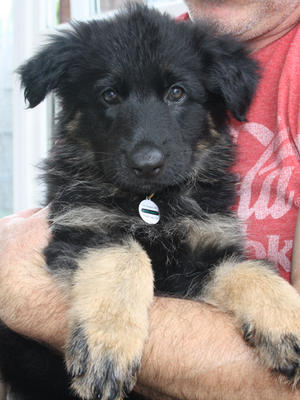 Puppy available