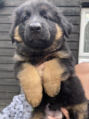 Pick of litter Female Puppy available