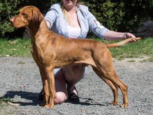 HJ CH Kings Blood of Skyrocket (Matyi)