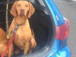 Princess Rose in the car ready for a walk