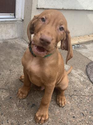 10 week old male