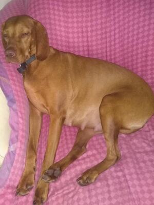 Princess Rose 7 weeks pregnant