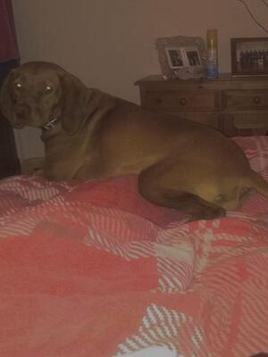 Crocknagowan Charmer in bed.