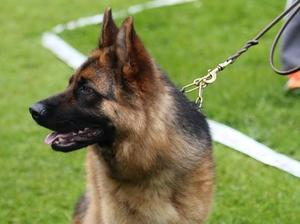 Katja at NE GSD Show