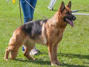 Mascani Maddie British Sieger 17