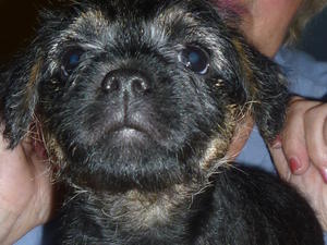 Blue and Tab Bitch available