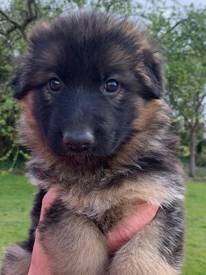 Long Coat Bitch Puppy