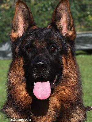 Dad - Conbhairean Vincenzo