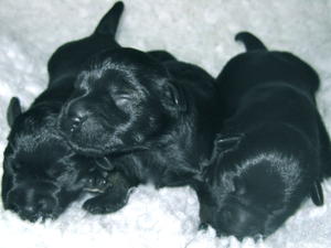 2 Black Boys & 1 Black & Silver Boy at 6 Days Old