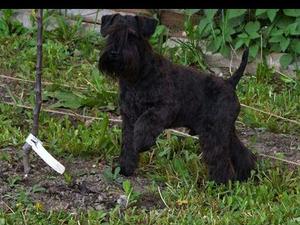Sire Of The Pups Slovakian Import