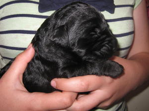 Pup at 7 days old