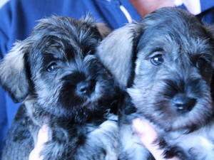 Pepper & Salt Girls