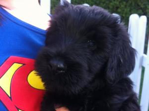 Dog puppy 7 wks old