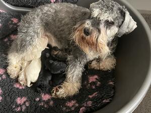 Luna with her pups