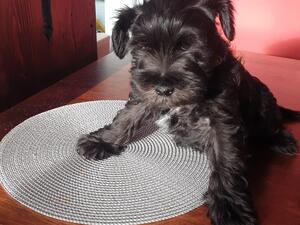9 weeks