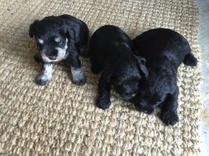 Lillys pups from a repeat mating