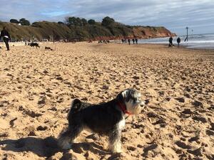 Bellgard Peppermint Luna