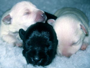 2 White Girls & 1 Pepper & Salt Girl at 6 Days Old