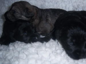 Three Of The Girl Pups At Two Weeks Old