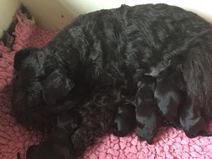 Dam. Bellgard Black Alleska (Amy) with pups