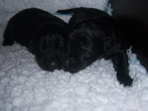 Two Of The Boys At Two Weeks Old