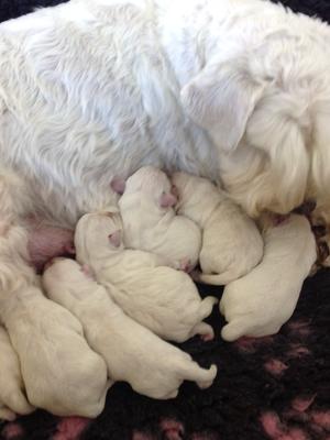 Lilly and pups at a day old