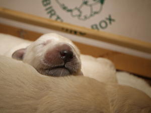 Libby's Puppies 18 days old