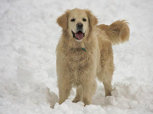 Gracie in the snow