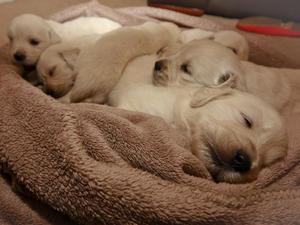 Gracie's 2011 Litter