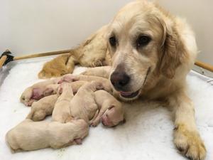 Puppies day 4
