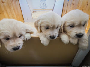 Puppies @ 39 days old