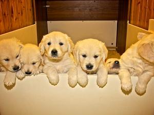Gracie's 2009 litter
