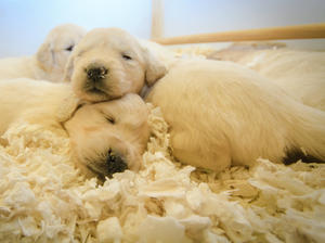 Morgold Puppies