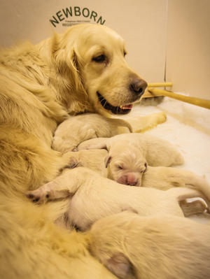 Puppies @ 3 days old