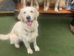 Standelbec Queen of hearts (Crumble) Mum
