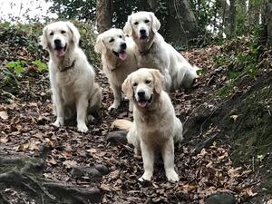 Daisy, Filly, crumble & Cookie