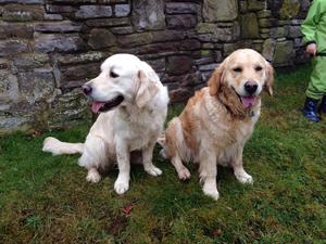 Standelbec Kindred spirit (Halo) on right.