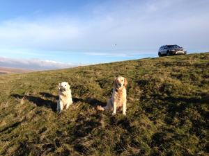 Standelbec Kindred spirit (Halo) on right