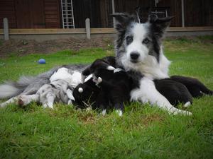 Sky and Puppies