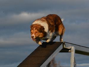 Alvin's running dogwalk