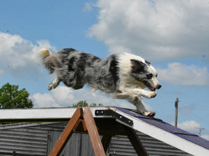 Dylan agility training