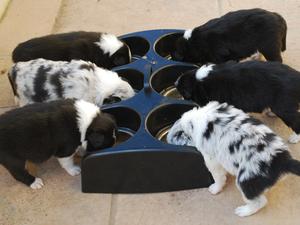 Litter Eating