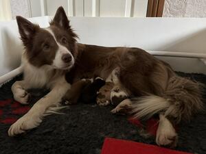 Mum and pups
