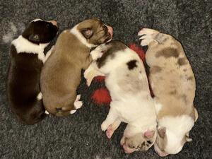 Pups at 10 days old